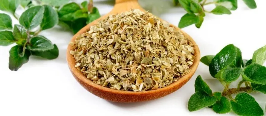 معرفی ادویه اورگانو و خواص آن