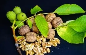 گردو؛ سپر طبیعی بدن در برابر التهاب و پیری سلولی