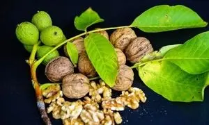 گردو؛ سپر طبیعی بدن در برابر التهاب و پیری سلولی