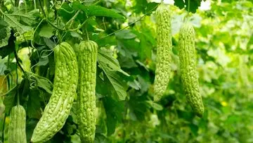 خربزه تلخ و خواص درمانی شگرف میوه معروف به &#8221; کارلا&#8221;