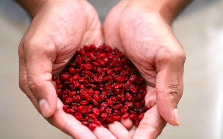 فرمول تفت دادن زرشک برای غذاهای مجلسی