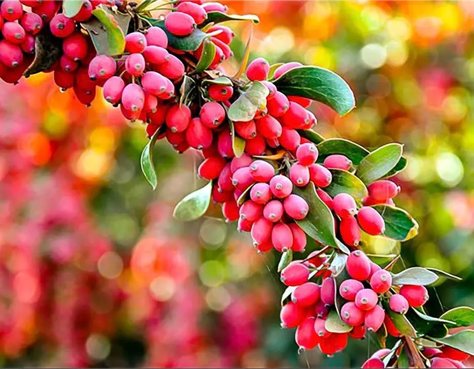 روش‌های نگهداری زرشک خشک در خانه