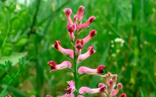طرز تهیه دمنوش شاتره؛ یک نوشیدنی همه‌کاره!