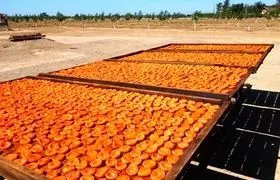 ترفند خشک کردن زردآلو در آفتاب بدون سیاه شدن