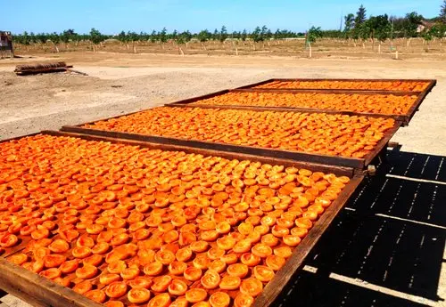 ترفند خشک کردن زردآلو در آفتاب بدون سیاه شدن