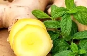 زنجبیل یا نعناع؛ کدام یک برای رفع حالت تهوع بهتر است؟