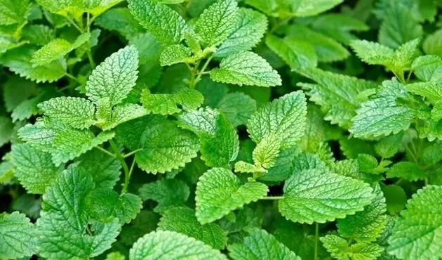 اثرات آرام‌بخش «فرنجمشک» بر قلب و اعصاب