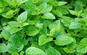 اثرات آرام‌بخش «فرنجمشک» بر قلب و اعصاب