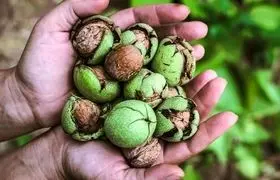 خوردن گردو در شب چه خواصی دارد؟ ؛ از تنظیم قند خون تا تقویت استخوان ها