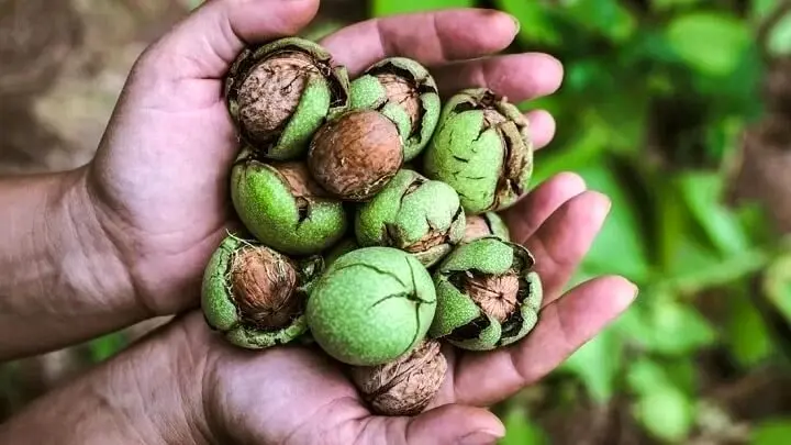 خوردن گردو در شب چه خواصی دارد؟ ؛ از تنظیم قند خون تا تقویت استخوان ها