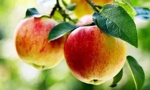 ۱۰ فایده ناشناخته سیب برای سلامتی